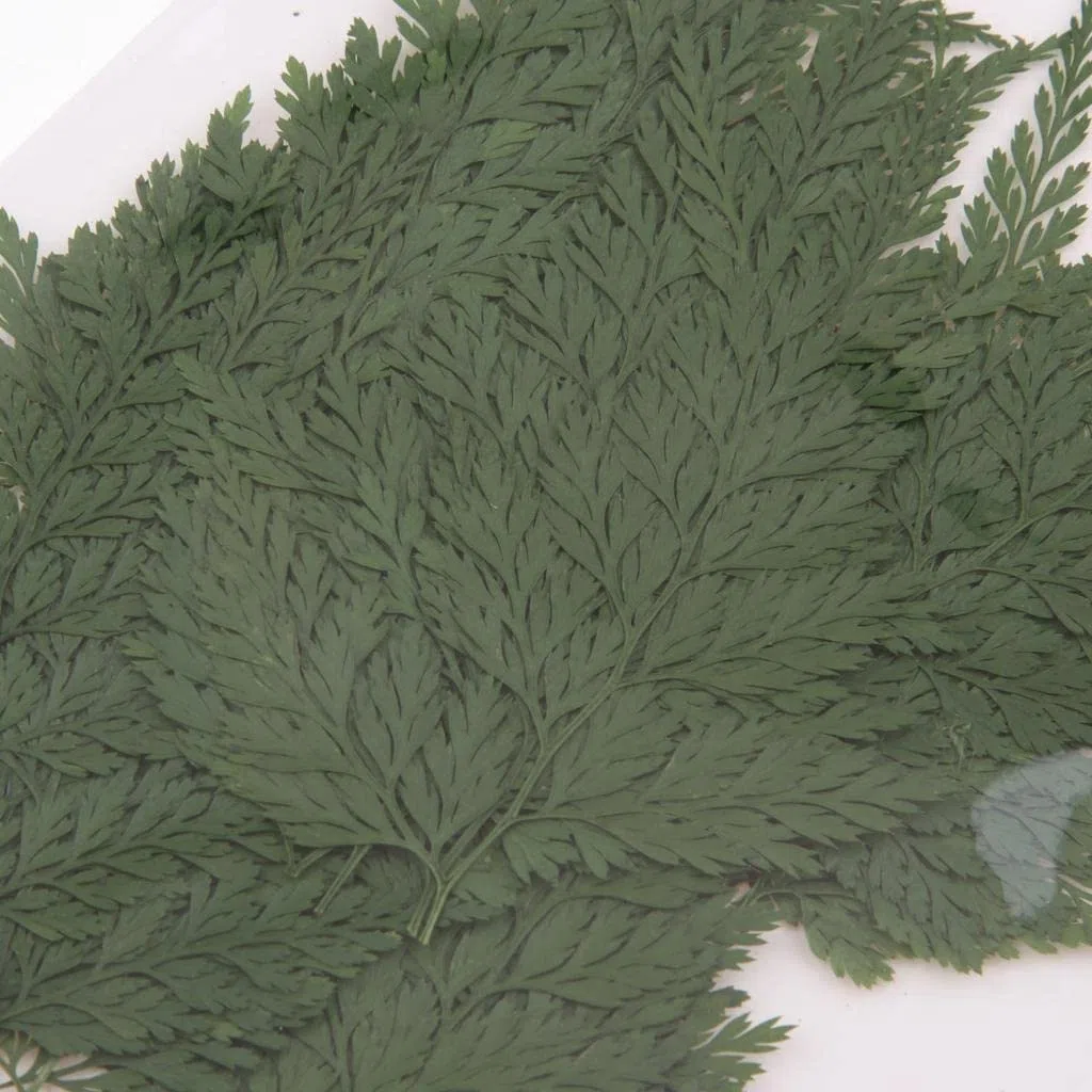 zalati 50 Pezzi Foglie Secche Pressate per Artigianato Vegetazione Secca Arte Segnalibri Fatti A Mano Fai da Te Resina Sapone Candela Creazione di Carta Decorazioni di Abbellimento