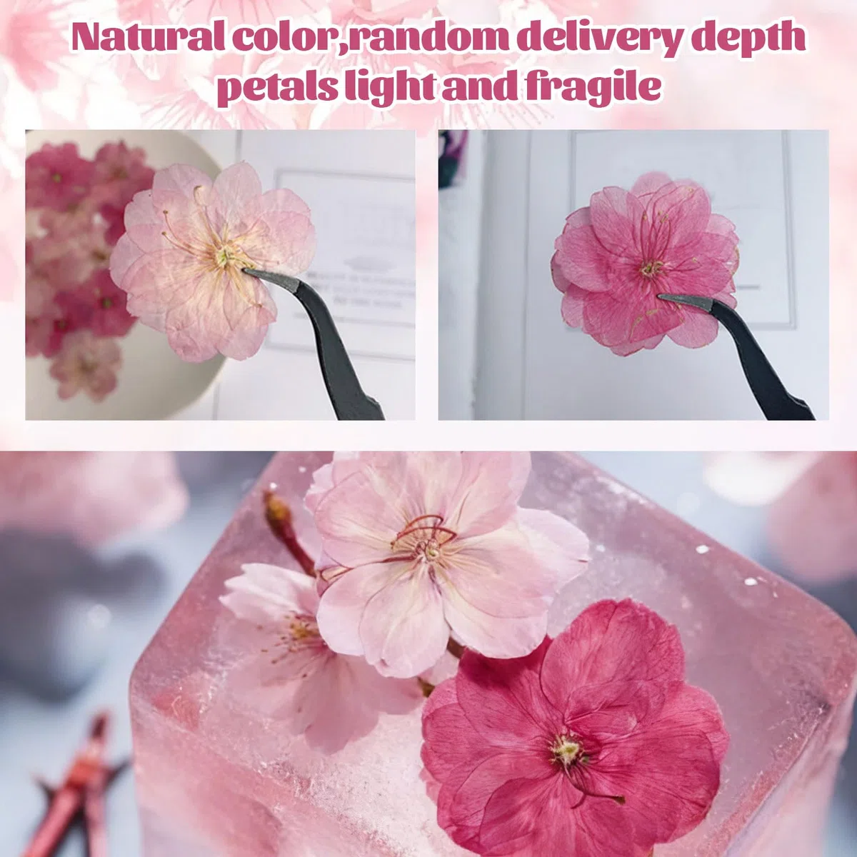 40 Pezzi 2 Tipi di Fiori Naturali Pressati Commestibili, Decorazione per Torte - Sakura, Fiori di Ciliegio per Cake Topper, Cocktail, Gioielli in Resina, Progetti Creativi Fai-da-Te
