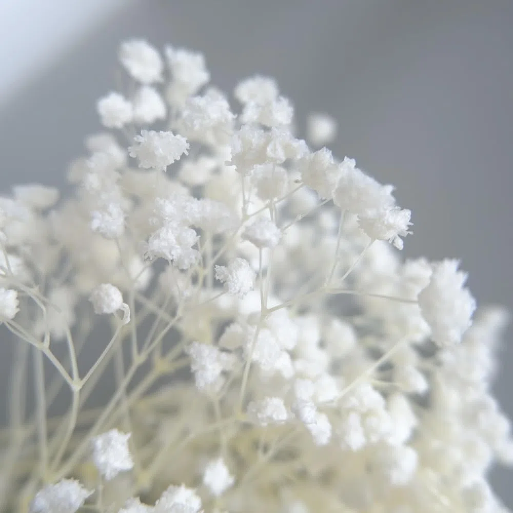 NatureMan Bouquet di fiori secchi per bambini, 43 cm, 100% Natrual Gypsophila ramoscelli per decorazione della casa, foto, accessori di scena e matrimoni, decorazioni fai da te (sbiancate)