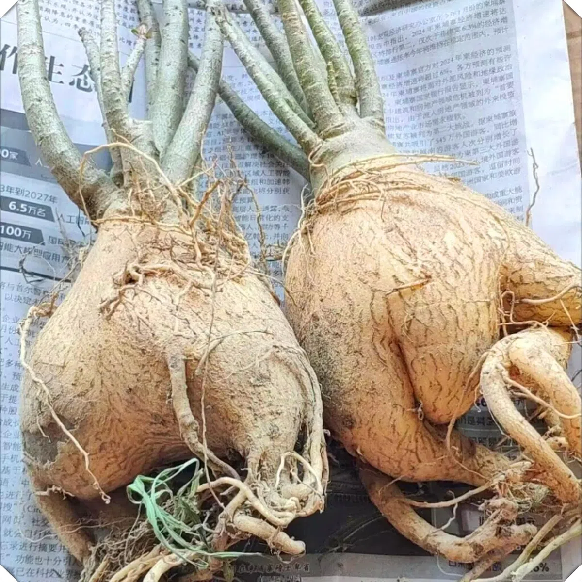 Le cipolle di rosa del deserto abbelliscono il vostro giardino con le loro forme eleganti