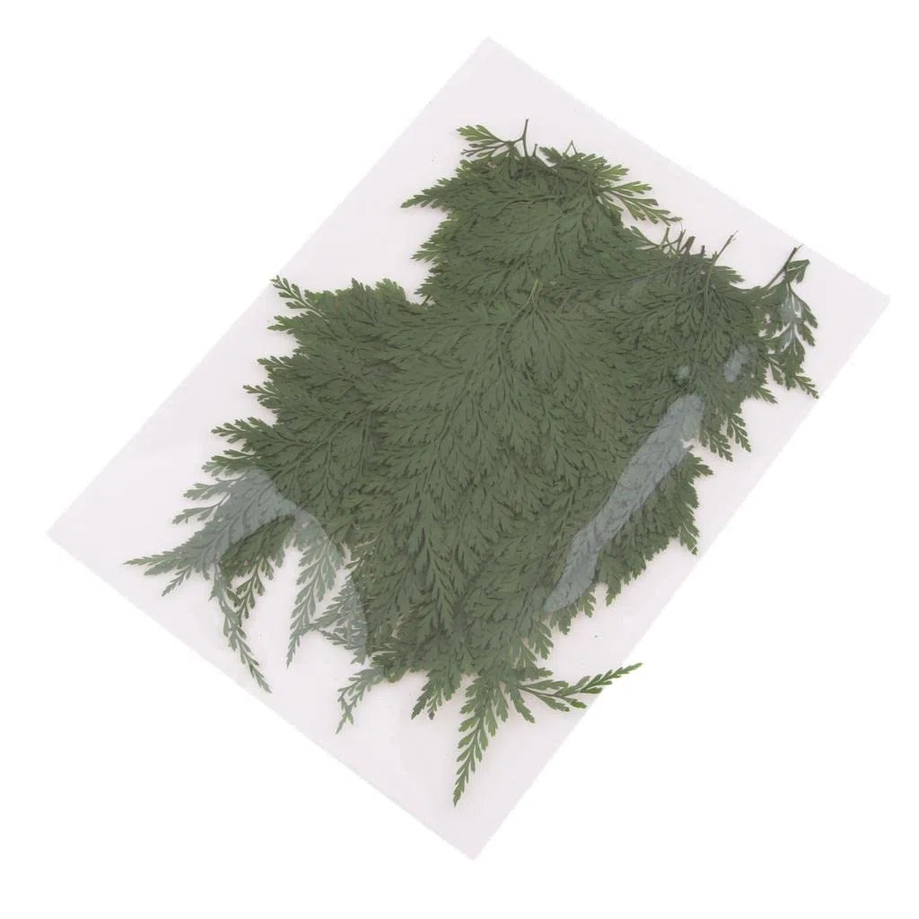 zalati 50 Pezzi Foglie Secche Pressate per Artigianato Vegetazione Secca Arte Segnalibri Fatti A Mano Fai da Te Resina Sapone Candela Creazione di Carta Decorazioni di Abbellimento