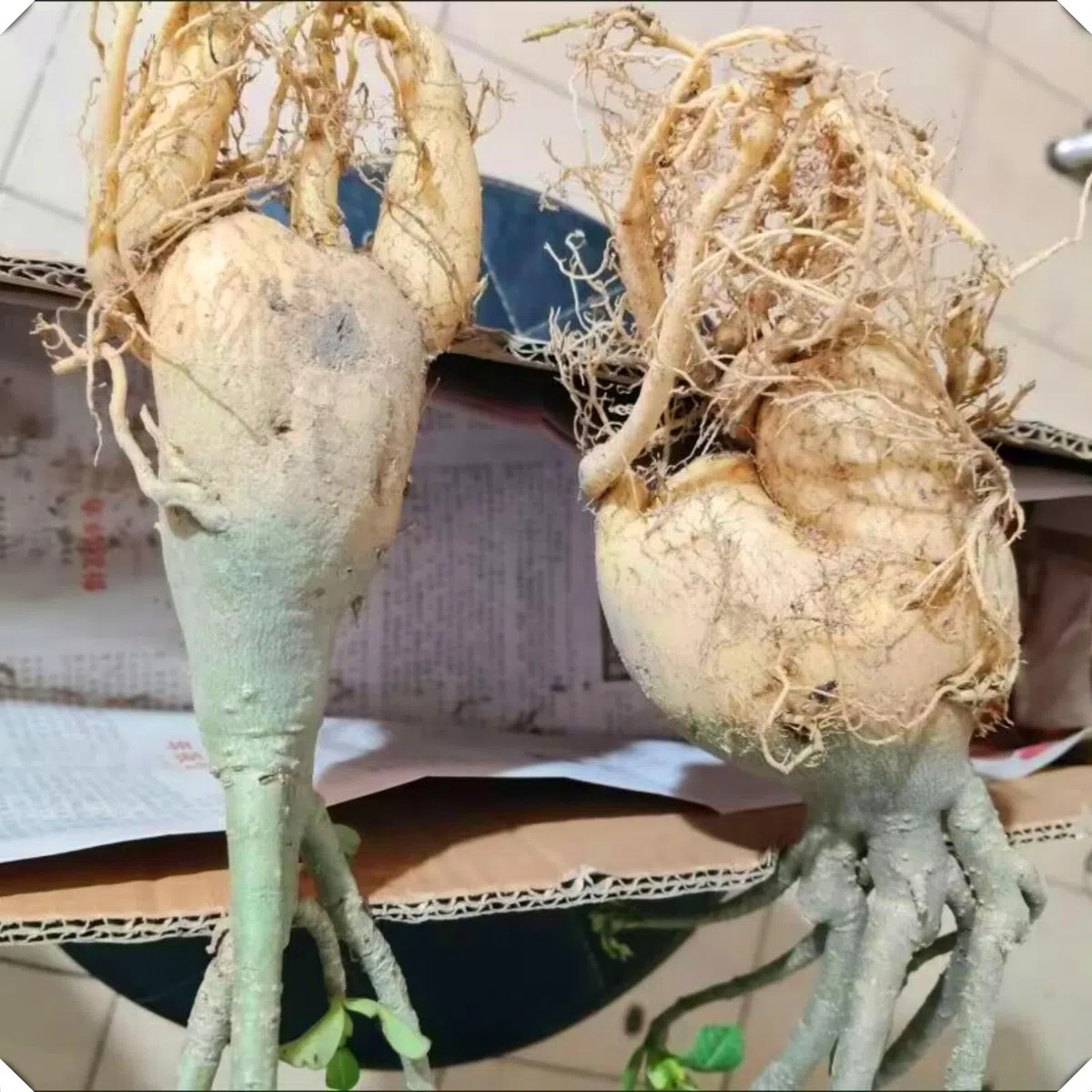 Le cipolle di rosa del deserto abbelliscono il vostro giardino con le loro forme eleganti