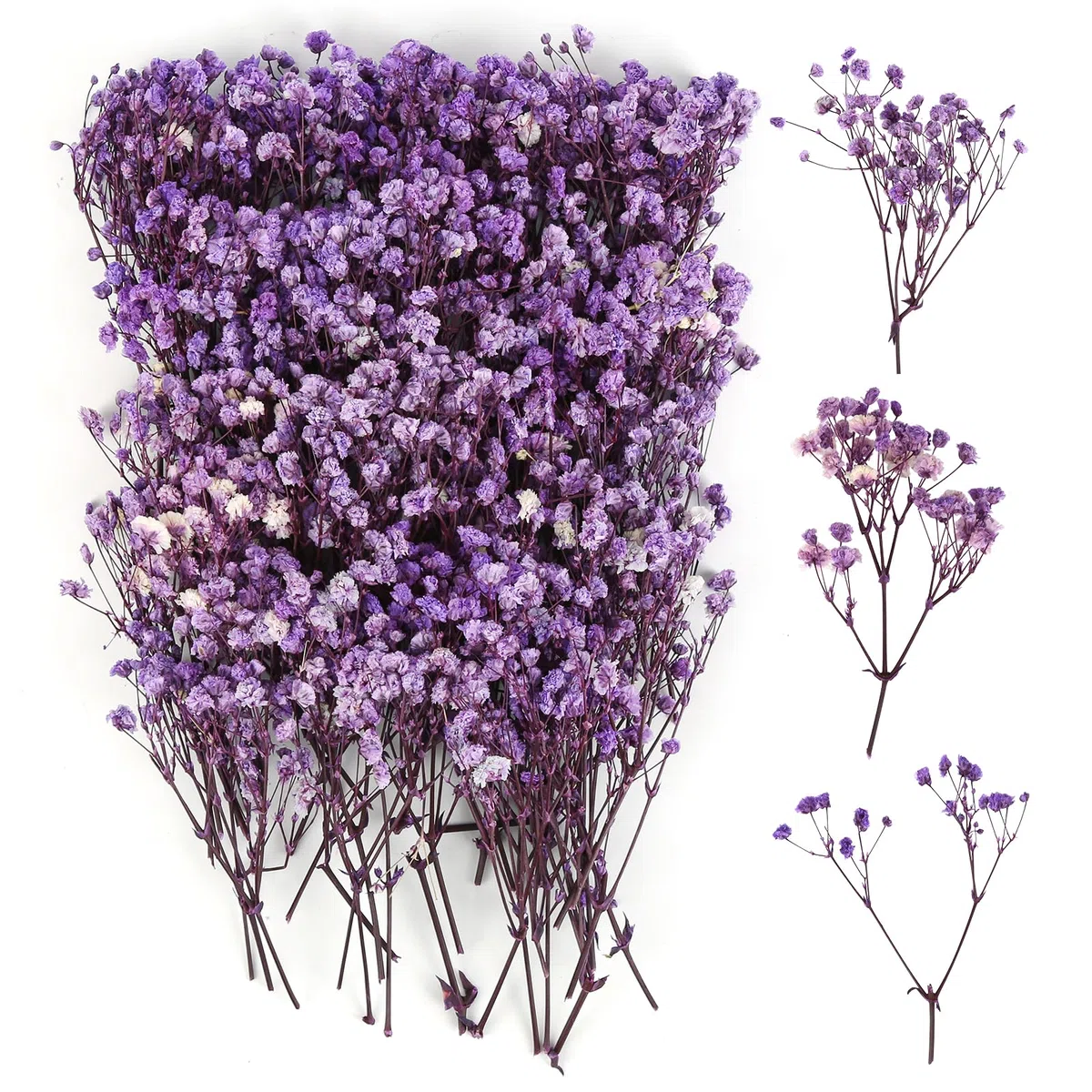100 Pezzi Essiccata Nebbiolina Secca, Multi Bocciolo di Fiore Gypsophila, Nebbiolina Gypsophila Fiori, Fiori Secchi Naturali per Cornici Fai da Te, Segnalibri, Biglietti di Auguri (Dark Purple)