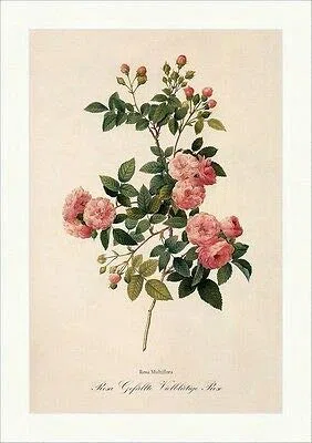 Biller Antik Rosa Pieno Rosa Multiflora Rosa Doppio Japon Redoute 227