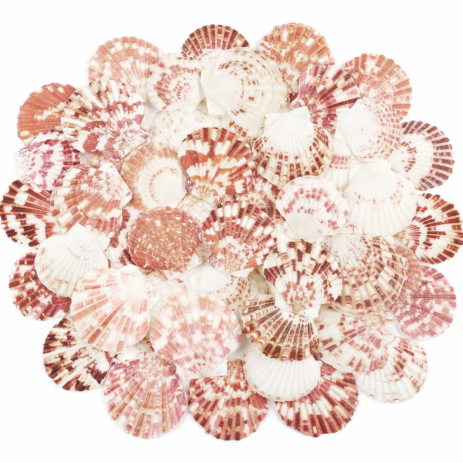 48 Pezzo Conchiglie di capesante Conchiglia Naturale, 3CM - 5CM Bianche e Rosa gusci di capesante Piccole Conchiglie per Decorazione di Nozze Beach Tema Party, Vaso Filler