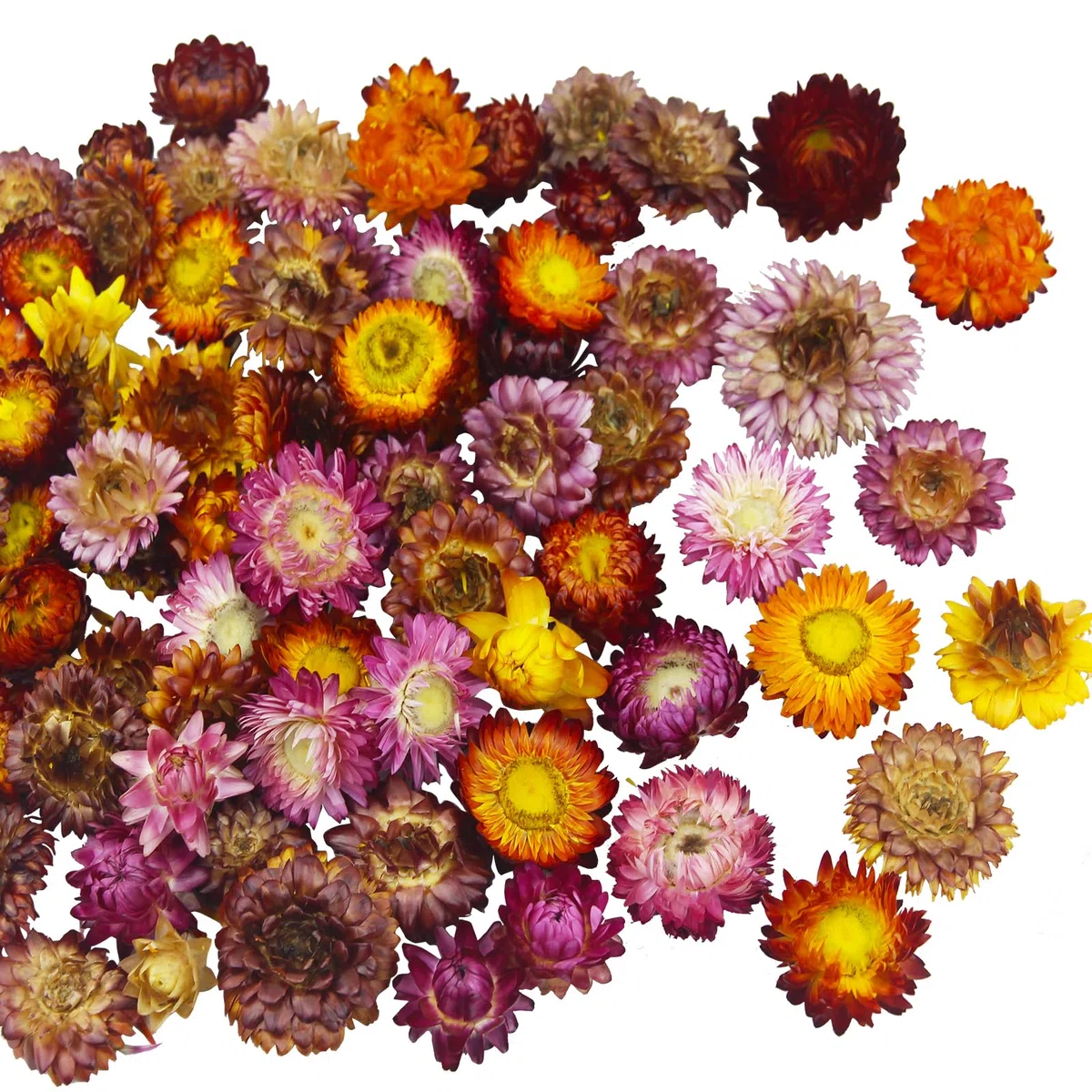 60 Pz Fiori Secchi Teste Fiori di Gerbera Crisantemo Naturale Vera Margherita Girasoli Composizioni Fiori Secchi per Decorazioni di Nozze Bomboniere Resina Candele Album Regalo Fai Da Te