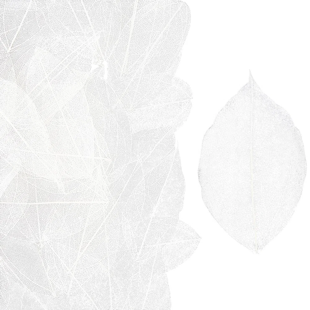 CRASPIRE 100 pz. Scheletro Naturale di Foglie di Ficus Religiosa 4.5-5mm Foglie Artificiali Bianche Foglie Essiccate Pressate Albero della Gomma Scrapbooking Biglietti Matrimonio Fai da Te