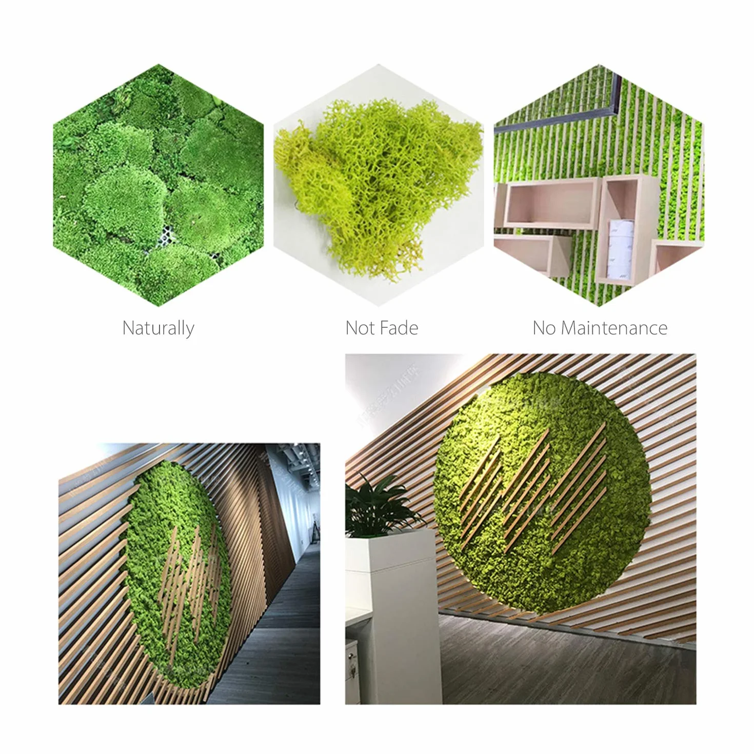 Quadro da Parete con Muschio Vero, Muschio Conservato Decorazione da Parete Vero Muschio Conservato Nessuna Manutenzione Richiesta Muschio Naturale Conservato per Casa Parete Feste Festival