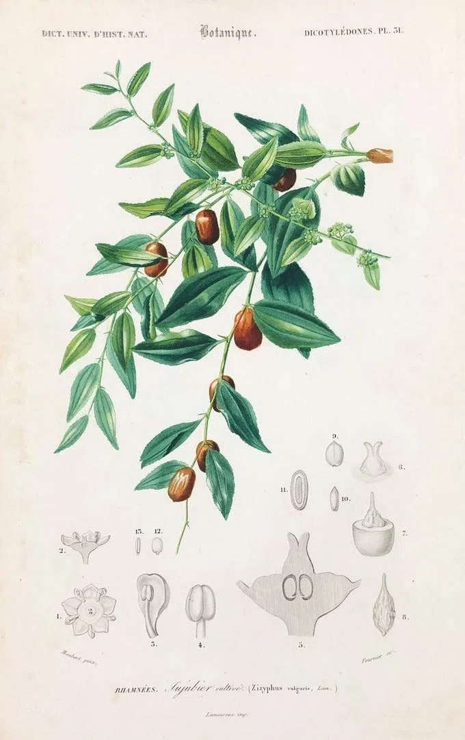 Sidre Foglie: Foglia di giuggiolo Sidr Naturali. Venduto in un barattolo richiudibile per proteggere le foglie intere ( Rokia Chariaa)