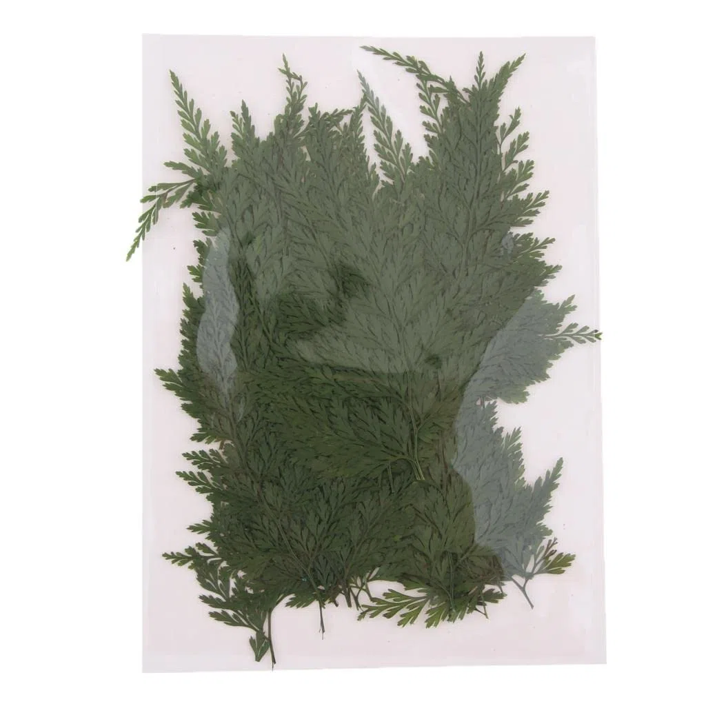 zalati 50 Pezzi Foglie Secche Pressate per Artigianato Vegetazione Secca Arte Segnalibri Fatti A Mano Fai da Te Resina Sapone Candela Creazione di Carta Decorazioni di Abbellimento