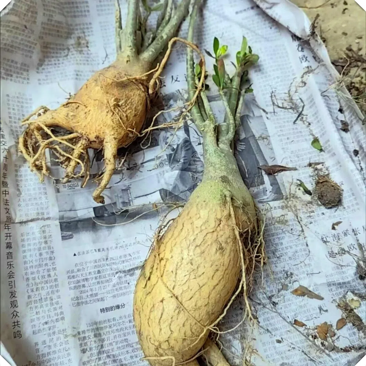 Le cipolle di rosa del deserto abbelliscono il vostro giardino con le loro forme eleganti