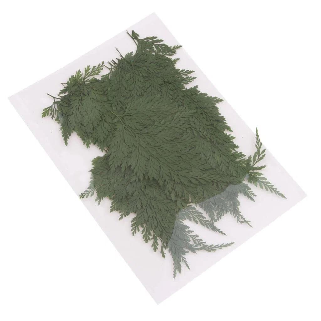 zalati 50 Pezzi Foglie Secche Pressate per Artigianato Vegetazione Secca Arte Segnalibri Fatti A Mano Fai da Te Resina Sapone Candela Creazione di Carta Decorazioni di Abbellimento