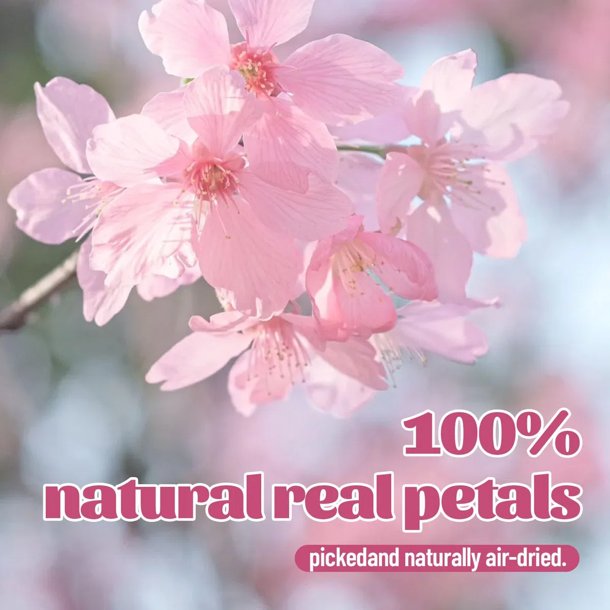 40 Pezzi 2 Tipi di Fiori Naturali Pressati Commestibili, Decorazione per Torte - Sakura, Fiori di Ciliegio per Cake Topper, Cocktail, Gioielli in Resina, Progetti Creativi Fai-da-Te